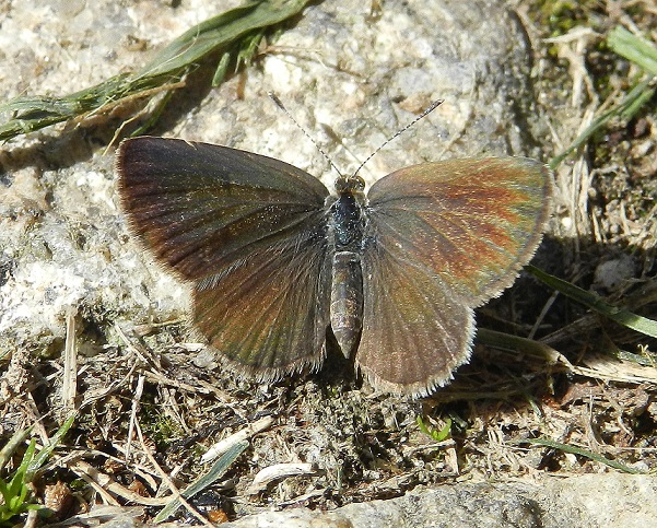 Zizeeria knysna